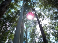 63_eucalyptus01.jpg