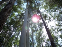 63_eucalyptus02.jpg